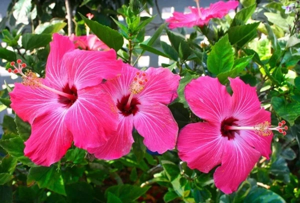 Hibiscus