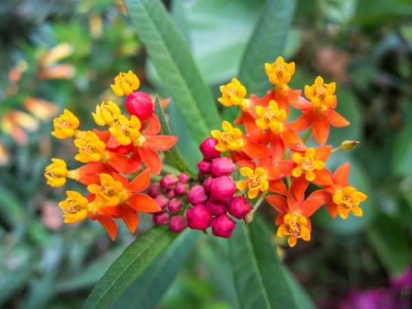 Milk Weed