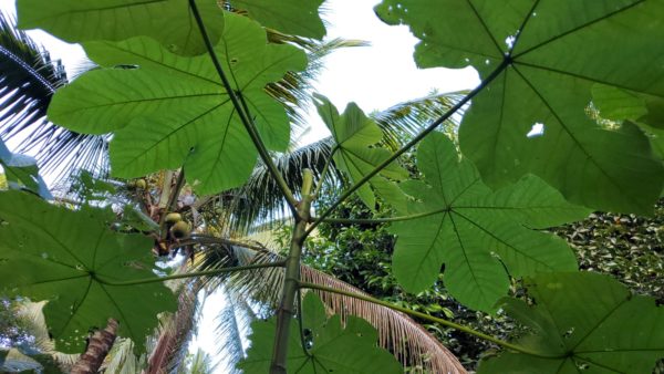 Trumpet Leaves